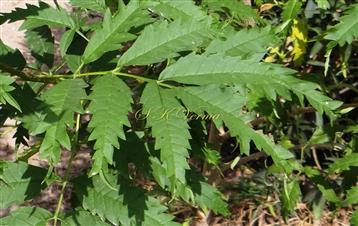  Leaf